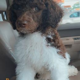 Goldendoodle and Poodle Puppies from Corbin’s Southern Curl’s