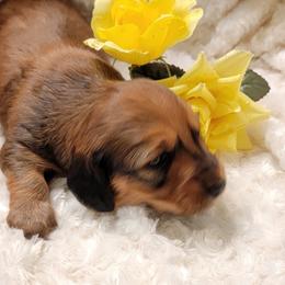 Dachshund Puppies from CLARK'S BREEDING PROGRAM