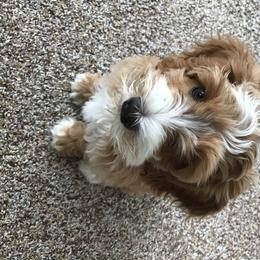 Australian Labradoodle Puppies from Majestic Labradoodles