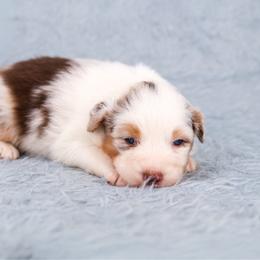 April - Red merle female Australian Shepherd puppy in Riverton, Utah from Prestige Aussies