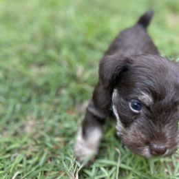 Miniature Schnauzer Puppies from Booms baby