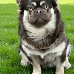 Doc - French Bulldog
