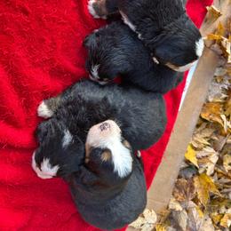 John - Black rust and white male Bernese Mountain Dog puppy in Strasburg, Ohio from Lois Allison