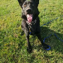 Isabel - Bi-color German Shepherd puppy in Linton, Indiana from Aydt's Shepherds and Training LLC