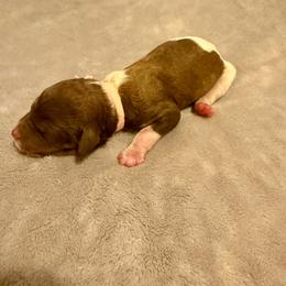 Cocoa - Parti female Poodle puppy in Piqua, Kansas from Legacy Farms Standard Poodles