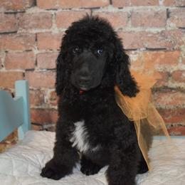 Carhartt - Black male Poodle puppy in Poplar Bluff, Missouri from Jazzy's Standards poodles