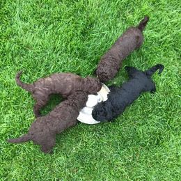 Poodle Puppies from Poodle Sense