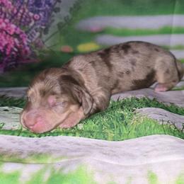 Pippin - Chocolate and cream male Dachshund puppy in Centerville, Georgia from Mel's LowRider Ranch
