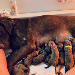 Australian Terrier, Chesapeake Bay Retriever, and Golden Retriever Puppies from Breezeswept Kennel