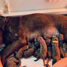 Australian Terrier, Chesapeake Bay Retriever, and Golden Retriever Puppies from Breezeswept Kennel