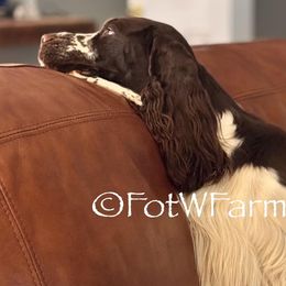 Percy - English Springer Spaniel