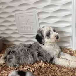 Bernedoodle Puppies from Bernedoodle Bliss