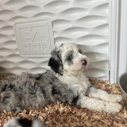 Bernedoodle Puppies from Bernedoodle Bliss