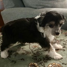 Puff girl - Black white and tan female Chinese Crested puppy in Rockvale, Tennessee from Cosmic Chinese Cresteds & Wind-Echo Poodles