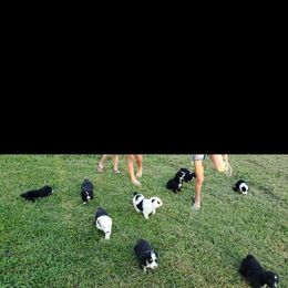 Sheepadoodle Puppies from Oak Valley Kennels