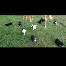 Sheepadoodle Puppies from Oak Valley Kennels