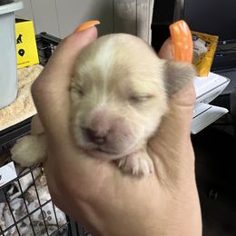 Chihuahua, Morkie, and Yorkshire Terrier Puppies from Patty’s Paws