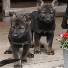 German Shepherd Puppies from Waldkonig K9