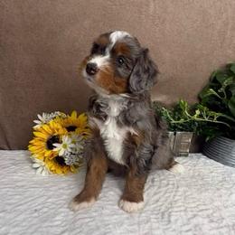 Cheddar - Blue merle female Bernedoodle puppy in Seymour, Missouri from D and D’s Dandy Doodles