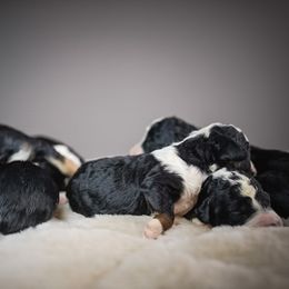 Female 2 - Tri-color female Bernedoodle puppy in Caldwell, Idaho from Boise Doodle Co.