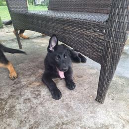 Ivan vom LegendLand - Black male German Shepherd puppy in Hillsborough County, Florida from Vom Legend Land