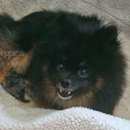 Marie - Pomeranian