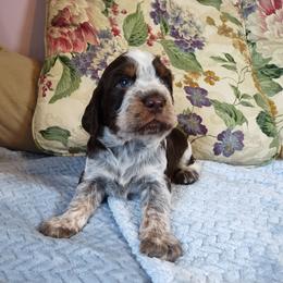 Fritz - Tri-Roan male English Springer Spaniel puppy in Kingsport, Tennessee from Leandra's English Springer Spaniels