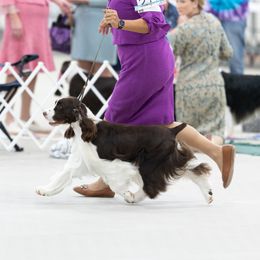 Willie - English Springer Spaniel