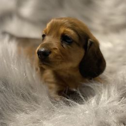 Dachshund Puppies from ATR Dachshunds
