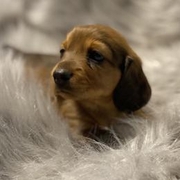 Dachshund Puppies from ATR Dachshunds