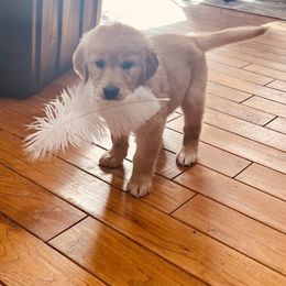 Cocker Spaniel, Goldendoodle, and Golden Retriever Puppies from MyKy Puppies
