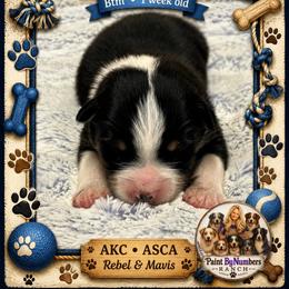 Knox - Black tri-color male Australian Shepherd puppy in Magee, Mississippi from Paint ByNumbers Ranch