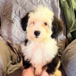 Blizzard - with training - Tri-color female Bernedoodle puppy in Boonville, North Carolina from Doods & Dolls