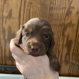 Hershey ( Dove) - Chocolate female Dachshund puppy in Wolf Lake, Indiana from Canisteo Dachshunds