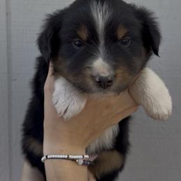 Ringo - Black tri male Miniature Australian Shepherd puppy in North Lakeport, California from Wild Rose Ranch