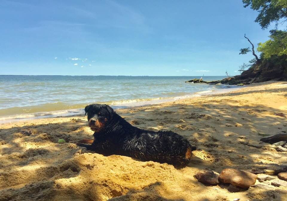 Of The Saints Kennels in Maryland Rottweiler puppies Good Dog
