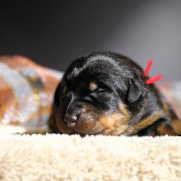 Arwen - 5350 - Black and rust female Beauceron puppy in Rockwall, Texas from Elitehaus