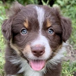 Almond - Red tri-color female Australian Shepherd puppy in Hugo, Colorado from Frying Pan Ranch Australian Shepherds