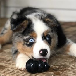 Miniature Australian Shepherds from Harley Farm Raised Miniature Australian Shepherds 2012