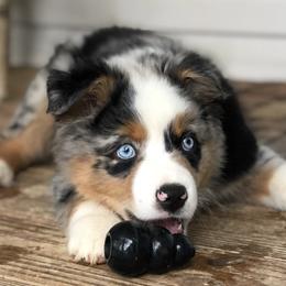 Miniature Australian Shepherds from Harley Farm Raised Miniature Australian Shepherds 2012