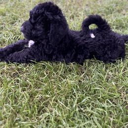 Dark Green Collar Boy - Black Bernedoodle puppy in Phoenix, Arizona from Sunshine Pups