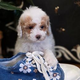 Crumble - Parti female Poodle puppy in St George, Utah from Ember Hills Poodles