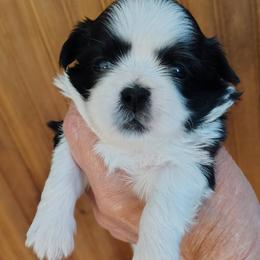 Millie - Black and white female Shih Tzu puppy in Palmyra, New York from Karen's Tzus of Palmyra-Macedon