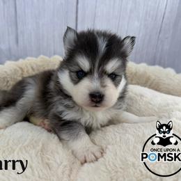 Larry - Black and white male Pomsky puppy in Eastman, Georgia from Once Upon A Pomsky