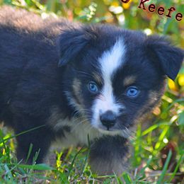 Fall - Black tri male Miniature Australian Shepherd puppy in Port Saint Lucie, Florida from Charlene Brannon's Mini Australian Shepherds