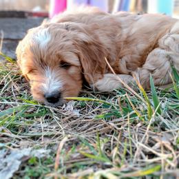 Assorted Doodle Crosses Puppies from Southern Star Goldendoodles