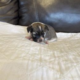 Boy 2 - Red white and sable male Papillon puppy in Peoria, Illinois from Sass*A*Frass Papillons