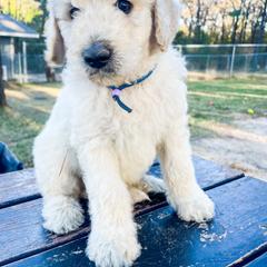 Blue collar - Goldendoodle puppy in Eustace, Texas from Oh Doodles