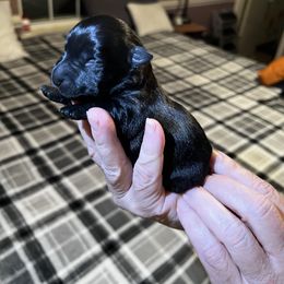 Girl 2 - Black female Scottish Terrier puppy in Asheboro, North Carolina from Gail's Scottish Terriers