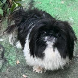 AKC Queenie - Black female Pekingese puppy in Cumming, Georgia from Imperial Pekingese